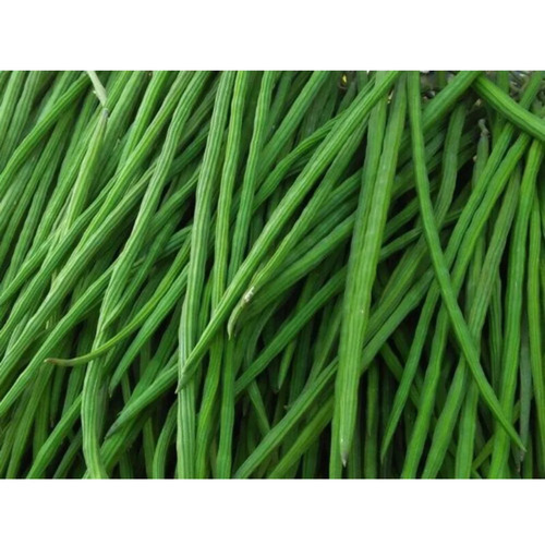 Drumstick (Moringa)