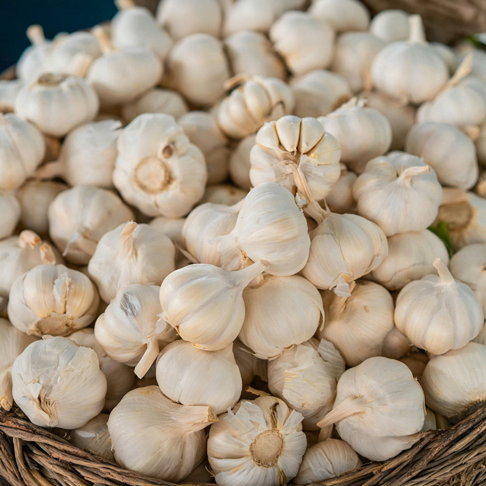 Garlic
