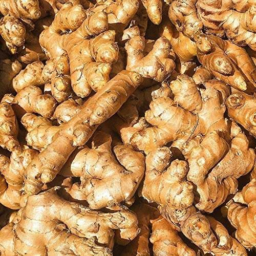 Ginger